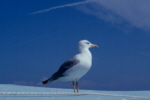 Weitere Bilder aus dem Themenbereich Tiere