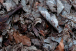 Weitere Bilder aus dem Themenbereich Natur