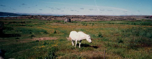 Islandpony