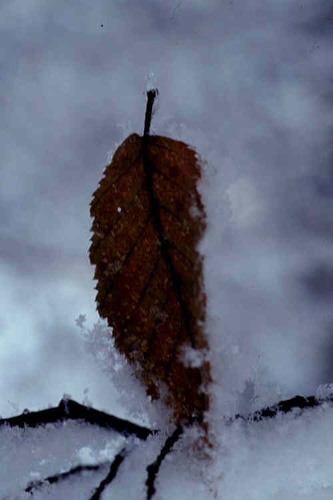 Blatt im Schnee