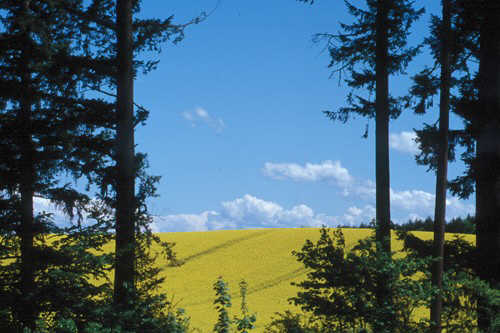 Blick auf ein Rapsfeld bei Salem